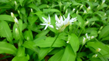 Fleurs d'Ail des Ours